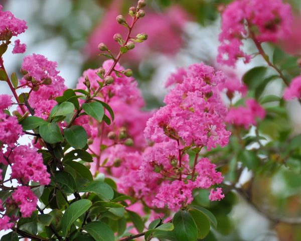 Cost of Crepe Myrtle Removal in Hattiesburg