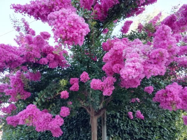 Cost of Crape Myrtle Pruning in Hattiesburg