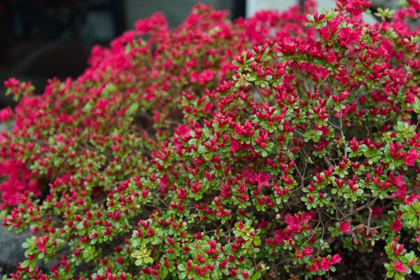 Cost of Weigela Removal Service in Hattiesburg