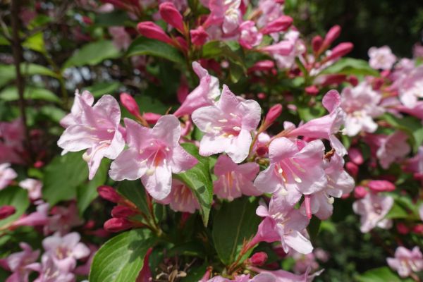 Cost of Weigela Pruning Service in Hattiesburg