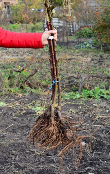 Cost of Shrub Root Removal in Hattiesburg