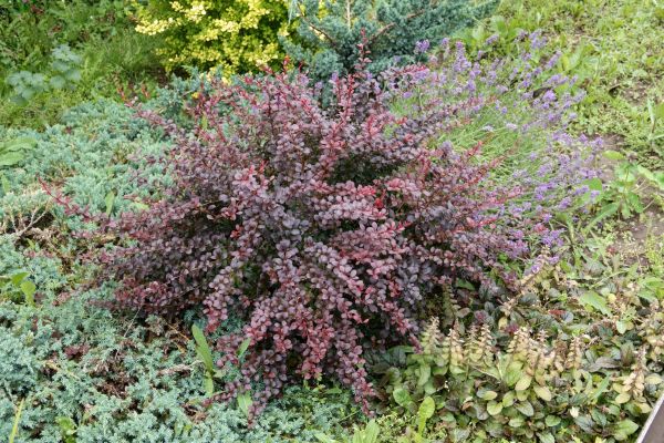 Cost of Japanese Barberry Removal in Hattiesburg