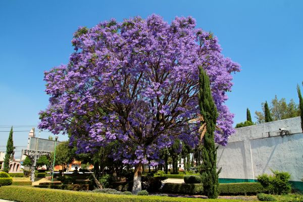 Cost of Jacaranda Pruning in Hattiesburg