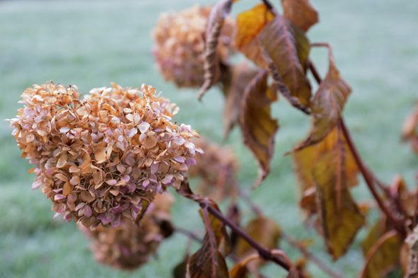 Cost of Hydrangea Removal in Hattiesburg