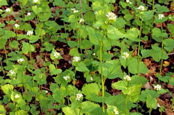 Cost of Garlic Mustard Removal in Hattiesburg