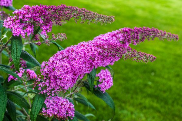 Cost of Butterfly Bush Removal in Hattiesburg