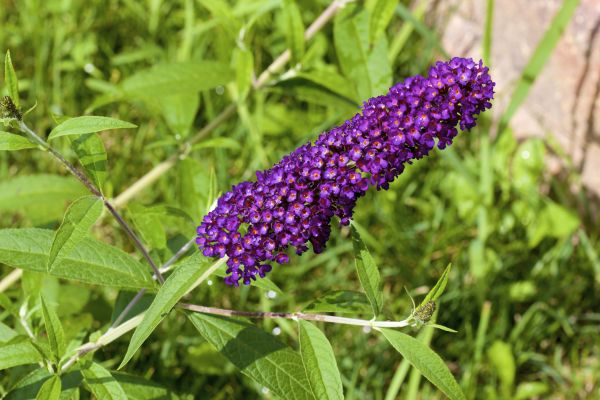 Butterfly Bush Pruning in Hattiesburg