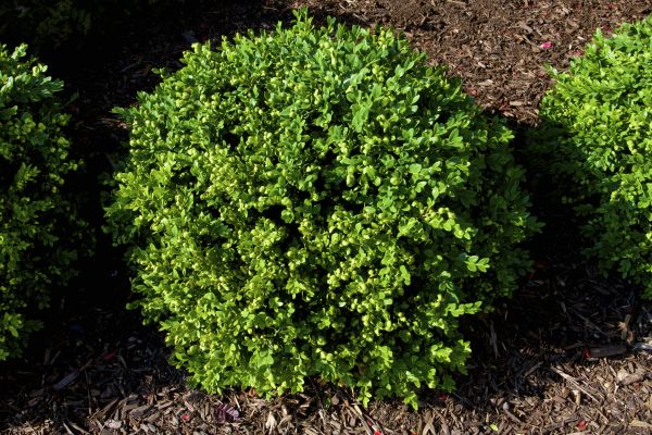 Cost of Boxwood Removal in Hattiesburg
