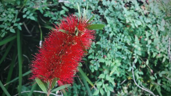 Cost of Bottlebrush Pruning in Hattiesburg