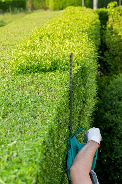 Hedge Trimming in Hattiesburg